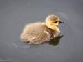 365 - Day 156 - Not So Ugly Duckling