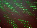 365 - Day 212 - Dancing Lights