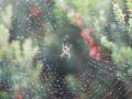 365 - Day 257 - Spider Web