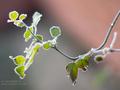365 - Day 339 - Iced Branch